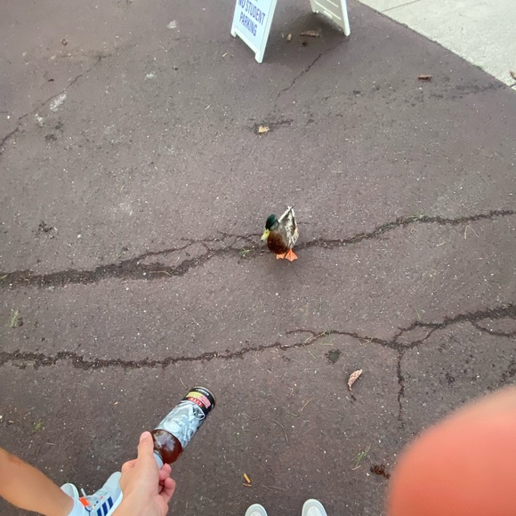 Meet your Posher, Brady - Picture 1 of 1